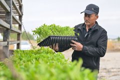 机械化 智能化 从动化——新疆番茄财产成长一线
